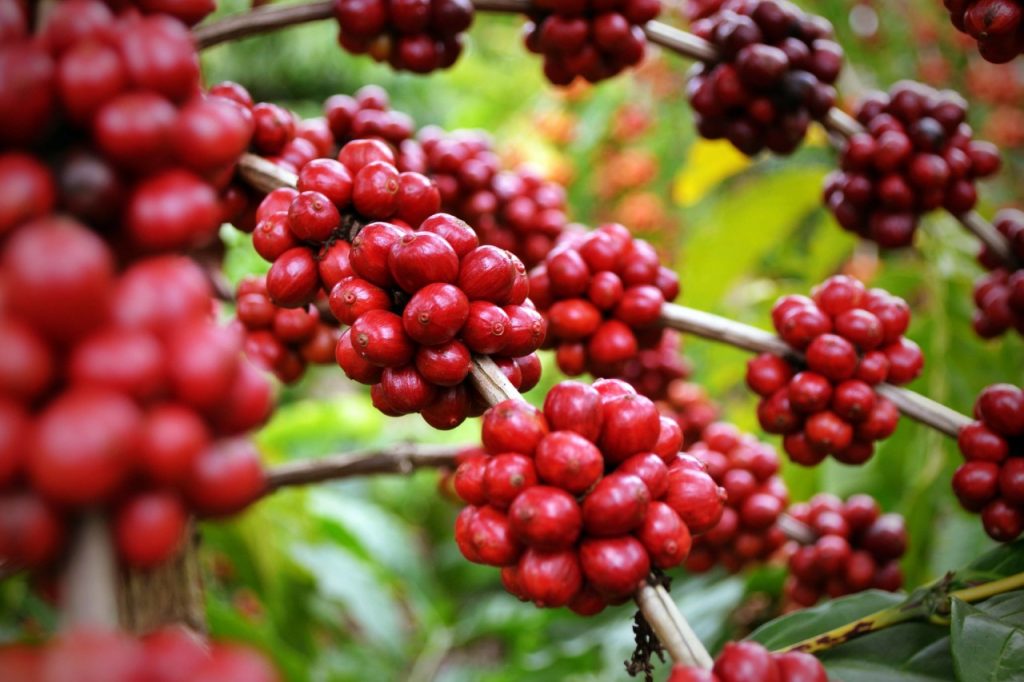 plantação de café