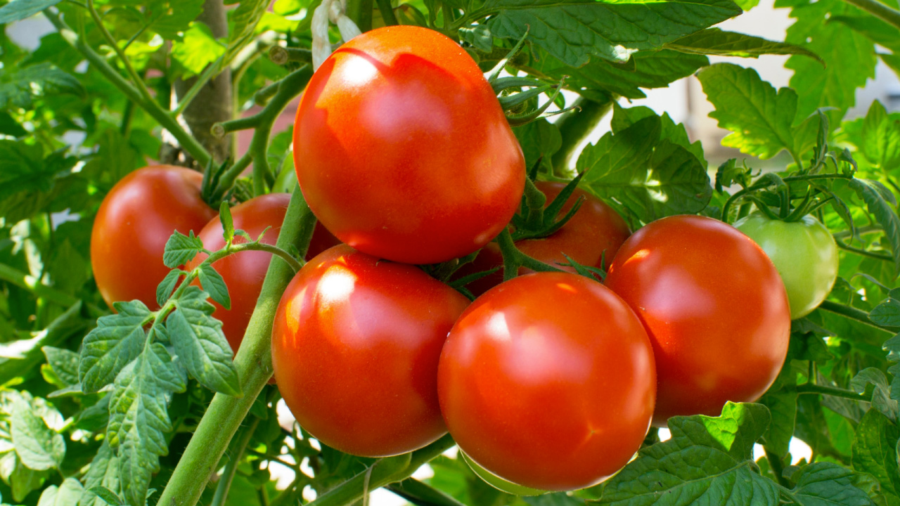 cultura do tomate